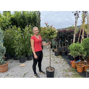 Červienka Fraserova (Photinia × fraseri) ´RED ROBIN´ - výška 130-150 cm, kont. C18L (-24°C) NA KMIENKU
